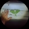 theoak_theaxe